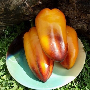 Altaja Hameleons (Алтайский Хамелеон)